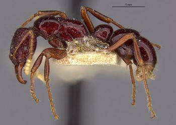 Media type: image;   Entomology 20420 Aspect: habitus lateral view
